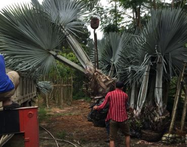 Cây Kè Bạc chuyển ra Phú Quốc