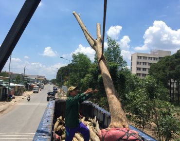 Chuyển cây Đỗ Mai ra Hà Nội